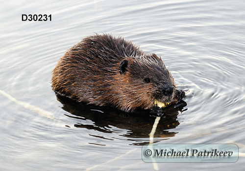 North American Beaver (Castor canadensis)